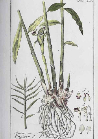 Reproducción/Reproduction 46265481655: Icones plantarum medicinalium.. Nürnberg :auf Kosten der Raspischen Buchhandlung,1779-1790. 