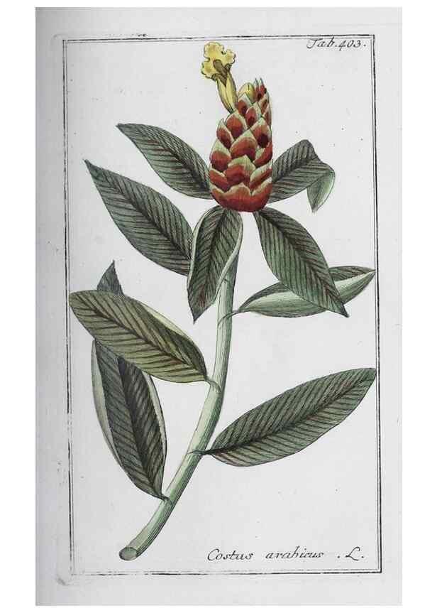 Reproducción/Reproduction 46265484085: Icones plantarum medicinalium.. Nürnberg :auf Kosten der Raspischen Buchhandlung,1779-1790. 