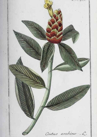 Reproducción/Reproduction 46265484085: Icones plantarum medicinalium.. Nürnberg :auf Kosten der Raspischen Buchhandlung,1779-1790. 