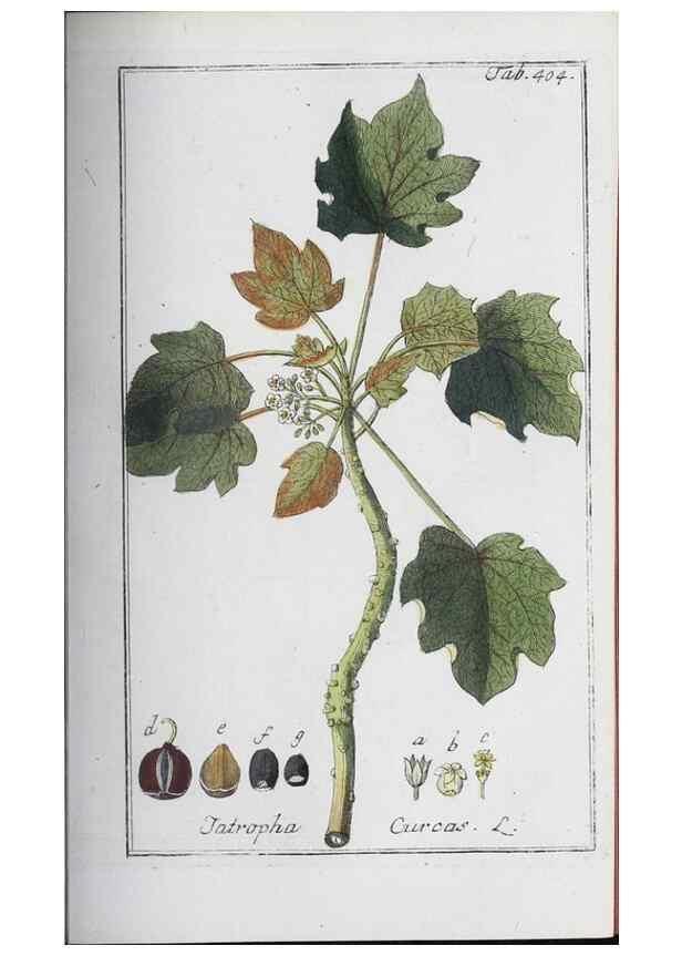 Reproducción/Reproduction 47127854592: Icones plantarum medicinalium.. Nürnberg :auf Kosten der Raspischen Buchhandlung,1779-1790. 