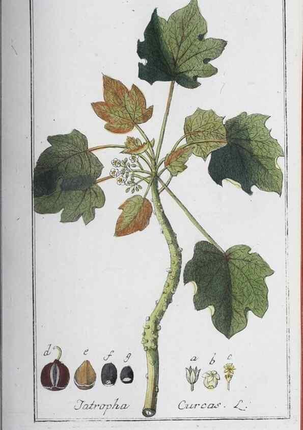 Reproducción/Reproduction 47127854592: Icones plantarum medicinalium.. Nürnberg :auf Kosten der Raspischen Buchhandlung,1779-1790. 