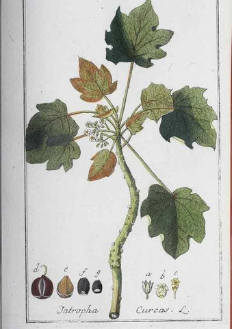 Reproducción/Reproduction 47127854592: Icones plantarum medicinalium.. Nürnberg :auf Kosten der Raspischen Buchhandlung,1779-1790. 