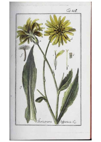 Reproducción/Reproduction 32237910837: Icones plantarum medicinalium.. Nürnberg :auf Kosten der Raspischen Buchhandlung,1779-1790. 