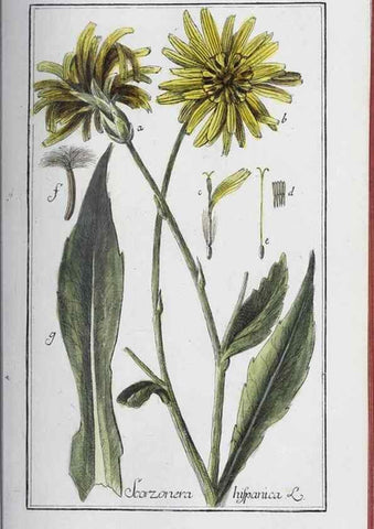 Reproducción/Reproduction 32237910837: Icones plantarum medicinalium.. Nürnberg :auf Kosten der Raspischen Buchhandlung,1779-1790. 