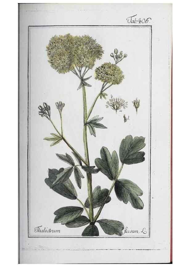 Reproducción/Reproduction 47127856402: Icones plantarum medicinalium.. Nürnberg :auf Kosten der Raspischen Buchhandlung,1779-1790. 
