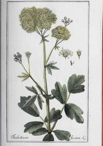 Reproducción/Reproduction 47127856402: Icones plantarum medicinalium.. Nürnberg :auf Kosten der Raspischen Buchhandlung,1779-1790. 