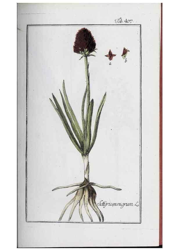Reproducción/Reproduction 32237912047: Icones plantarum medicinalium.. Nürnberg :auf Kosten der Raspischen Buchhandlung,1779-1790. 