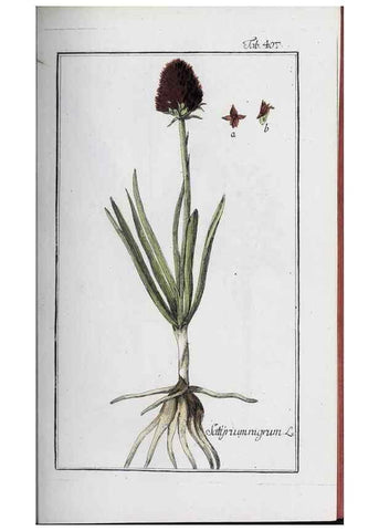 Reproducción/Reproduction 32237912047: Icones plantarum medicinalium.. Nürnberg :auf Kosten der Raspischen Buchhandlung,1779-1790. 