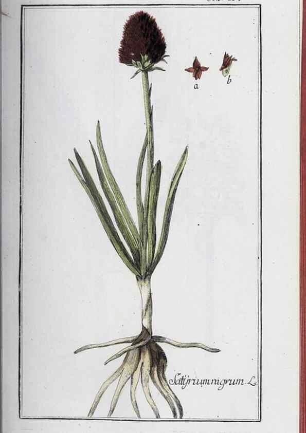 Reproducción/Reproduction 32237912047: Icones plantarum medicinalium.. Nürnberg :auf Kosten der Raspischen Buchhandlung,1779-1790. 