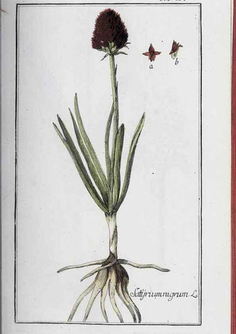 Reproducción/Reproduction 32237912047: Icones plantarum medicinalium.. Nürnberg :auf Kosten der Raspischen Buchhandlung,1779-1790. 