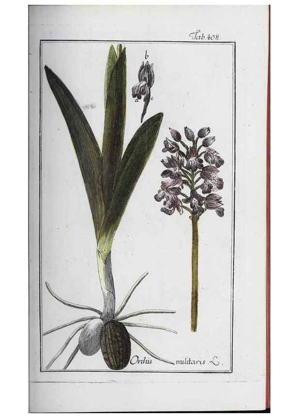 Reproducción/Reproduction 33304416788: Icones plantarum medicinalium.. Nürnberg :auf Kosten der Raspischen Buchhandlung,1779-1790. 