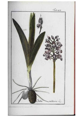 Reproducción/Reproduction 33304416788: Icones plantarum medicinalium.. Nürnberg :auf Kosten der Raspischen Buchhandlung,1779-1790. 