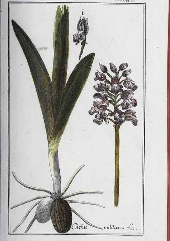 Reproducción/Reproduction 33304416788: Icones plantarum medicinalium.. Nürnberg :auf Kosten der Raspischen Buchhandlung,1779-1790. 