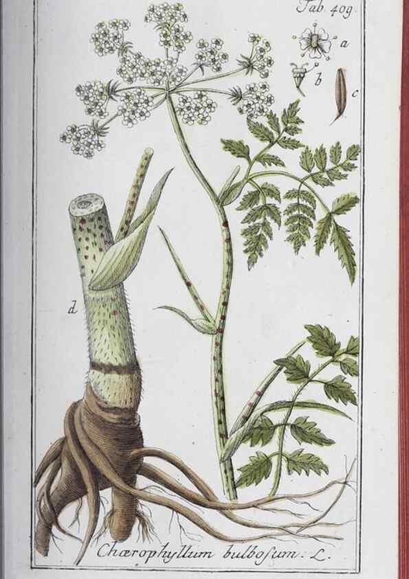 Reproducción/Reproduction 46265491085: Icones plantarum medicinalium.. Nürnberg :auf Kosten der Raspischen Buchhandlung,1779-1790. 