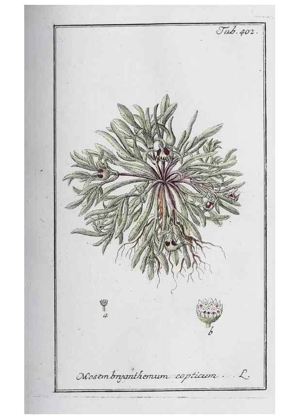 Reproducción/Reproduction 40214806353: Icones plantarum medicinalium.. Nürnberg :auf Kosten der Raspischen Buchhandlung,1779-1790. 
