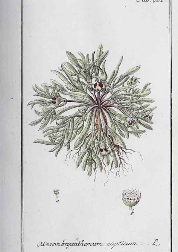 Reproducción/Reproduction 40214806353: Icones plantarum medicinalium.. Nürnberg :auf Kosten der Raspischen Buchhandlung,1779-1790. 