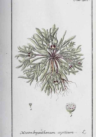 Reproducción/Reproduction 40214806353: Icones plantarum medicinalium.. Nürnberg :auf Kosten der Raspischen Buchhandlung,1779-1790. 