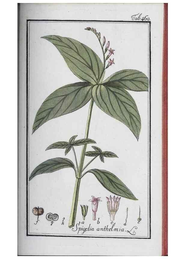 Reproducción/Reproduction 46265540475: Icones plantarum medicinalium.. Nürnberg :auf Kosten der Raspischen Buchhandlung,1779-1790. 