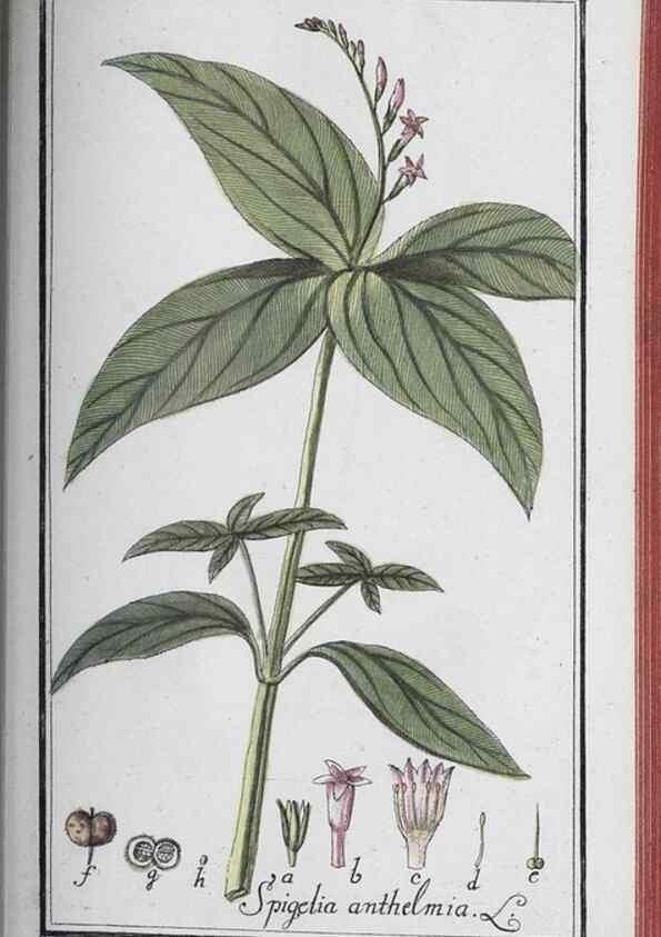 Reproducción/Reproduction 46265540475: Icones plantarum medicinalium.. Nürnberg :auf Kosten der Raspischen Buchhandlung,1779-1790. 