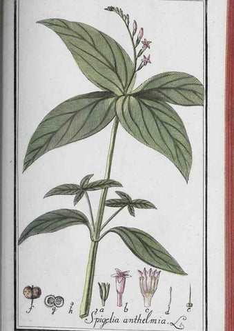 Reproducción/Reproduction 46265540475: Icones plantarum medicinalium.. Nürnberg :auf Kosten der Raspischen Buchhandlung,1779-1790. 