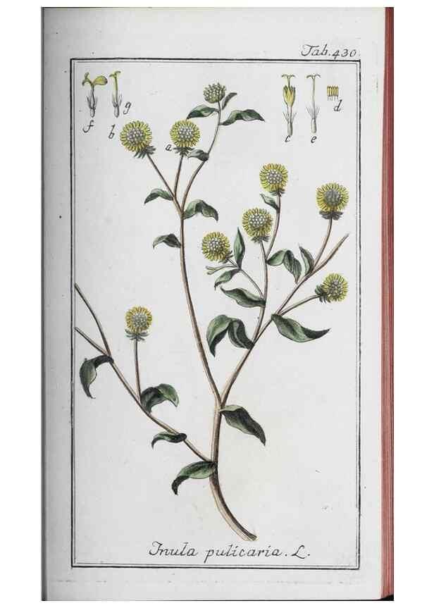 Reproducción/Reproduction 46456147324: Icones plantarum medicinalium.. Nürnberg :auf Kosten der Raspischen Buchhandlung,1779-1790. 