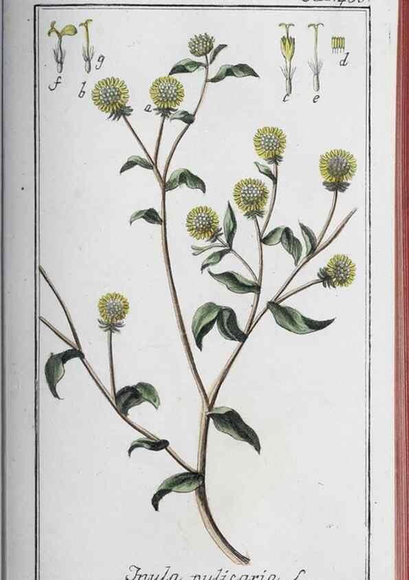 Reproducción/Reproduction 46456147324: Icones plantarum medicinalium.. Nürnberg :auf Kosten der Raspischen Buchhandlung,1779-1790. 