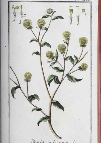 Reproducción/Reproduction 46456147324: Icones plantarum medicinalium.. Nürnberg :auf Kosten der Raspischen Buchhandlung,1779-1790. 