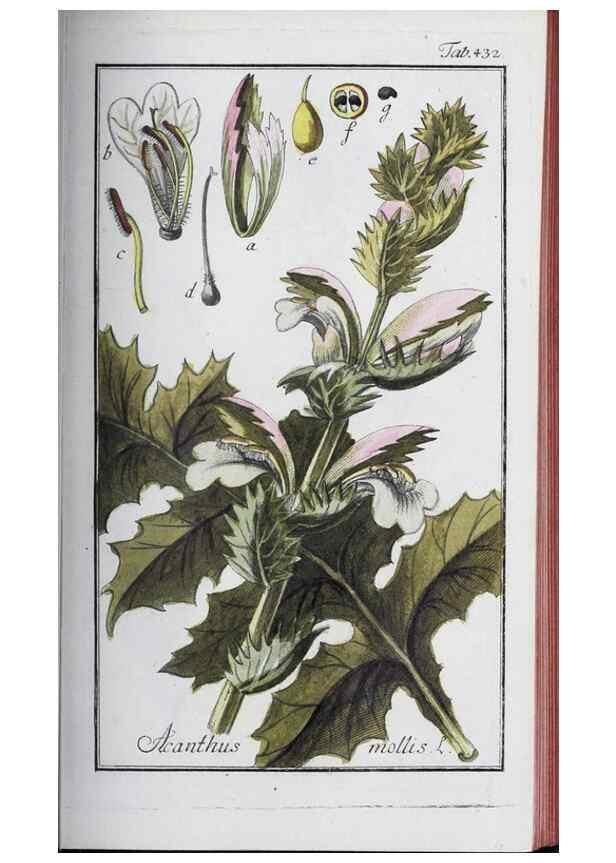 Reproducción/Reproduction 46456149484: Icones plantarum medicinalium.. Nürnberg :auf Kosten der Raspischen Buchhandlung,1779-1790. 