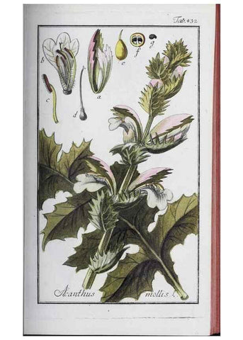 Reproducción/Reproduction 46456149484: Icones plantarum medicinalium.. Nürnberg :auf Kosten der Raspischen Buchhandlung,1779-1790. 
