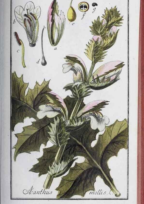 Reproducción/Reproduction 46456149484: Icones plantarum medicinalium.. Nürnberg :auf Kosten der Raspischen Buchhandlung,1779-1790. 