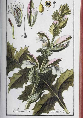 Reproducción/Reproduction 46456149484: Icones plantarum medicinalium.. Nürnberg :auf Kosten der Raspischen Buchhandlung,1779-1790. 