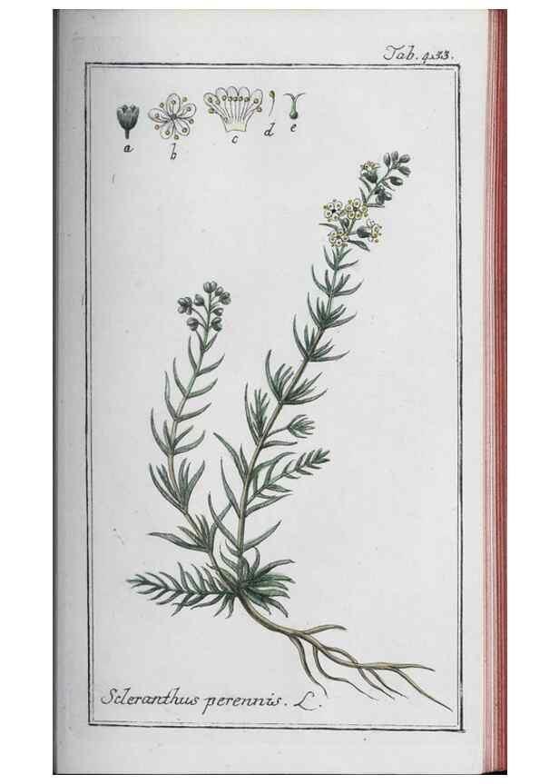 Reproducción/Reproduction 33304461708: Icones plantarum medicinalium.. Nürnberg :auf Kosten der Raspischen Buchhandlung,1779-1790. 