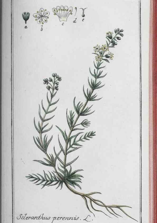 Reproducción/Reproduction 33304461708: Icones plantarum medicinalium.. Nürnberg :auf Kosten der Raspischen Buchhandlung,1779-1790. 