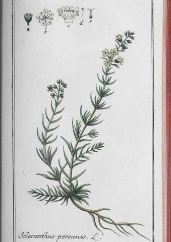 Reproducción/Reproduction 33304461708: Icones plantarum medicinalium.. Nürnberg :auf Kosten der Raspischen Buchhandlung,1779-1790. 