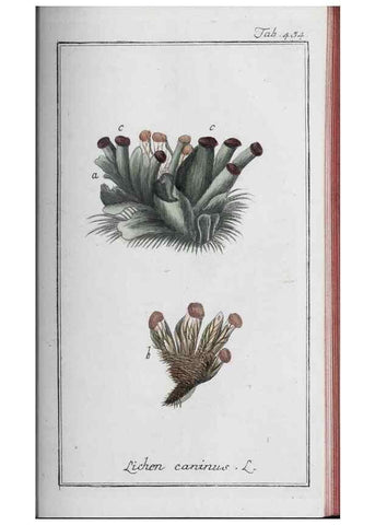 Reproducción/Reproduction 46456164174: Icones plantarum medicinalium.. Nürnberg :auf Kosten der Raspischen Buchhandlung,1779-1790. 