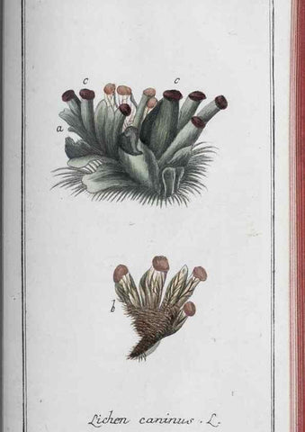 Reproducción/Reproduction 46456164174: Icones plantarum medicinalium.. Nürnberg :auf Kosten der Raspischen Buchhandlung,1779-1790. 