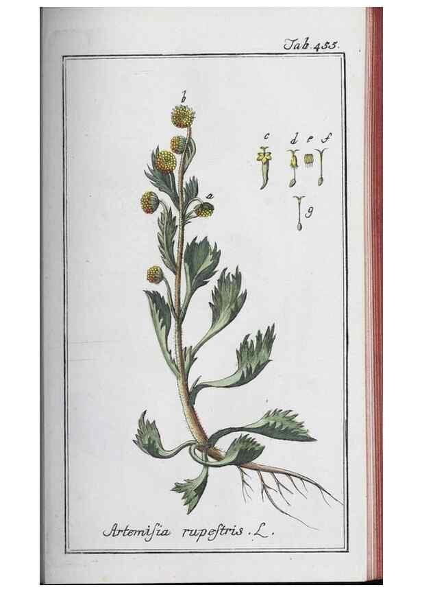Reproducción/Reproduction 33304463778: Icones plantarum medicinalium.. Nürnberg :auf Kosten der Raspischen Buchhandlung,1779-1790. 