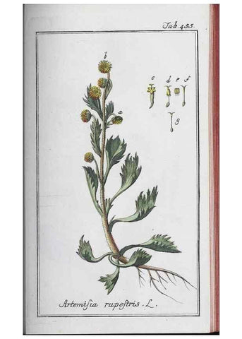 Reproducción/Reproduction 33304463778: Icones plantarum medicinalium.. Nürnberg :auf Kosten der Raspischen Buchhandlung,1779-1790. 