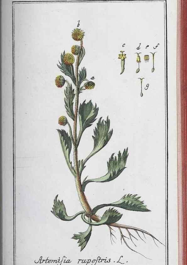 Reproducción/Reproduction 33304463778: Icones plantarum medicinalium.. Nürnberg :auf Kosten der Raspischen Buchhandlung,1779-1790. 