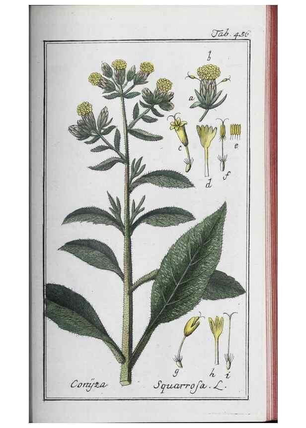 Reproducción/Reproduction 32237954747: Icones plantarum medicinalium.. Nürnberg :auf Kosten der Raspischen Buchhandlung,1779-1790. 