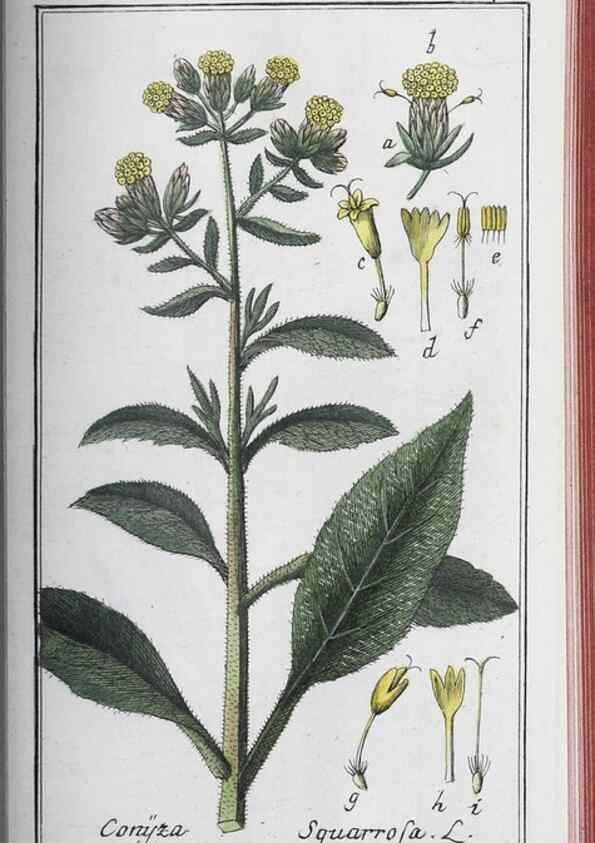 Reproducción/Reproduction 32237954747: Icones plantarum medicinalium.. Nürnberg :auf Kosten der Raspischen Buchhandlung,1779-1790. 