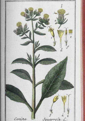 Reproducción/Reproduction 32237954747: Icones plantarum medicinalium.. Nürnberg :auf Kosten der Raspischen Buchhandlung,1779-1790. 
