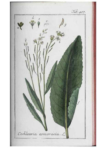Reproducción/Reproduction 33304465678: Icones plantarum medicinalium.. Nürnberg :auf Kosten der Raspischen Buchhandlung,1779-1790. 