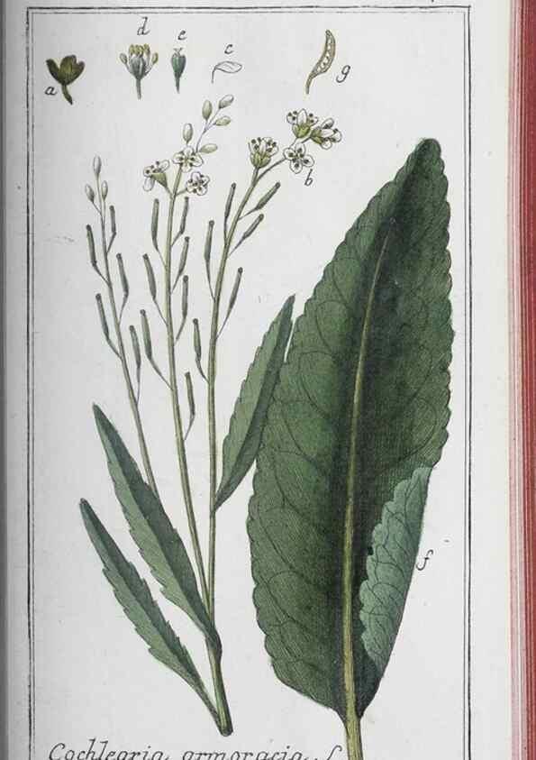 Reproducción/Reproduction 33304465678: Icones plantarum medicinalium.. Nürnberg :auf Kosten der Raspischen Buchhandlung,1779-1790. 