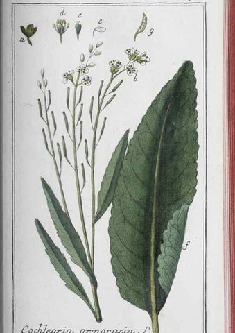 Reproducción/Reproduction 33304465678: Icones plantarum medicinalium.. Nürnberg :auf Kosten der Raspischen Buchhandlung,1779-1790. 