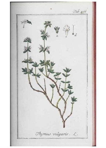 Reproducción/Reproduction 40214843653: Icones plantarum medicinalium.. Nürnberg :auf Kosten der Raspischen Buchhandlung,1779-1790. 