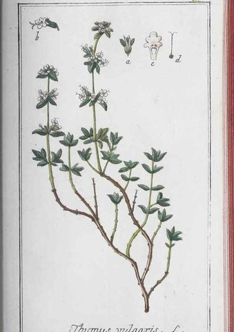 Reproducción/Reproduction 40214843653: Icones plantarum medicinalium.. Nürnberg :auf Kosten der Raspischen Buchhandlung,1779-1790. 