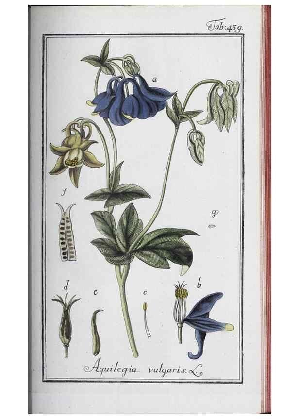 Reproducción/Reproduction 33304467328: Icones plantarum medicinalium.. Nürnberg :auf Kosten der Raspischen Buchhandlung,1779-1790. 