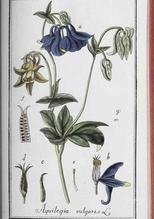 Reproducción/Reproduction 33304467328: Icones plantarum medicinalium.. Nürnberg :auf Kosten der Raspischen Buchhandlung,1779-1790. 