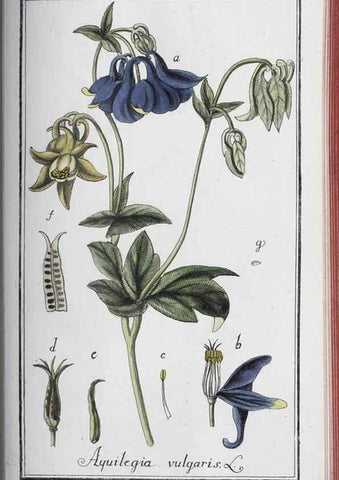Reproducción/Reproduction 33304467328: Icones plantarum medicinalium.. Nürnberg :auf Kosten der Raspischen Buchhandlung,1779-1790. 